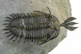 Short Trident Walliserops Trilobite - Timrzit, Morocco #275308-2